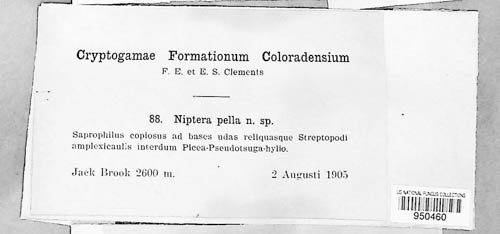 Niptera pulla image